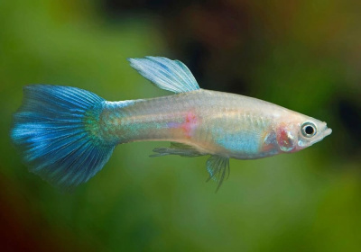 Гуппи Синяя Пудра самцы Poecilia reticulata