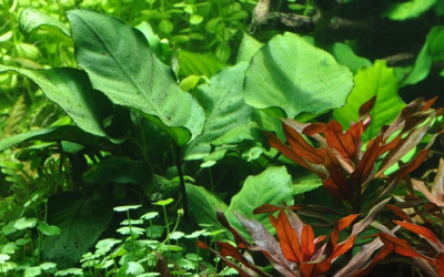 TROPICA Анубиас бартери каладифолия, в блистере