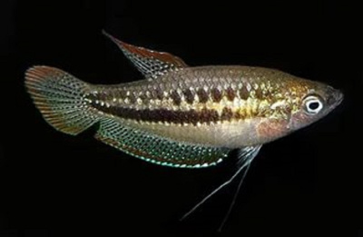 Гурами Карликовый Искрящийся Trichopsis pumilus
