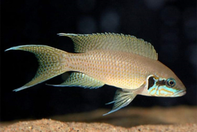 Принцесса Бурунди