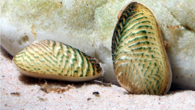 Мидия Криспата