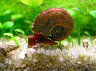 Улитка Катушка роговая Красная