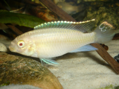 Попугайчик Грибентис Альбино (Пельвикахромис)
