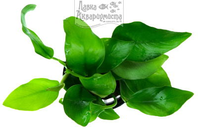 Анубиас Нана Голден, в горшочке