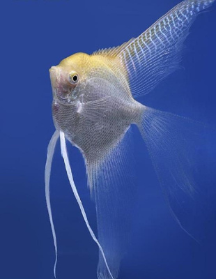 Скалярия Золотой Диамант Вуалевый (ML)