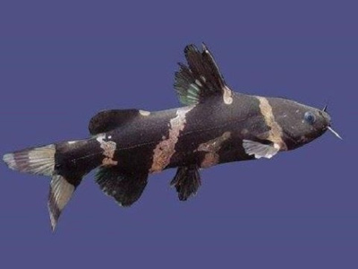 Сом Сиамская Касатка