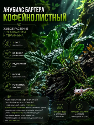 Анубиас Бартера Кофейнолистный, шт