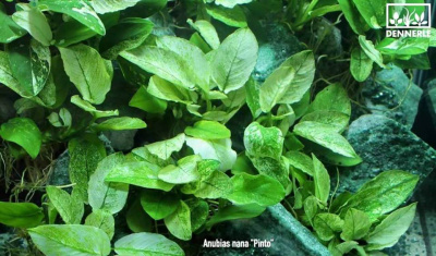 Анубиас Карликовый Пинто, в горшочке