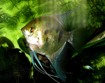 Скалярия Зеленый Леопард, ML