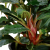 TROPICA Буцефаландра Красная в горшочке