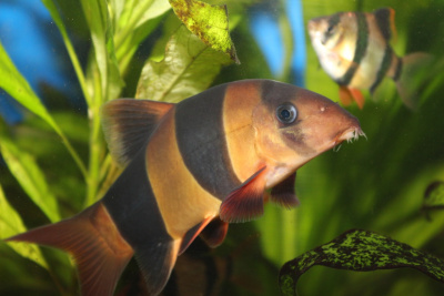 Боция Клоун, S Chromobotia macracanthus