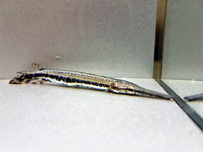 картинка Щукоглав Азиатский магазин являющийся официальным дистрибьютором в России картинка Щукоглав Азиатский от магазина