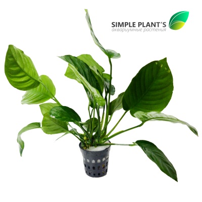 Анубиас Бартери 