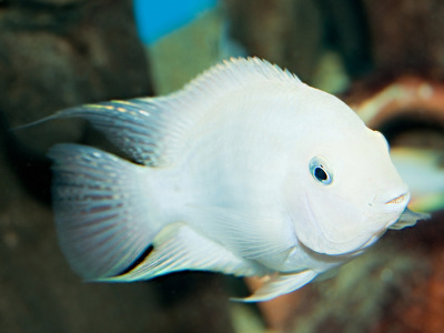 Попугай Платина Карликовый Попугай Платина Карликовый