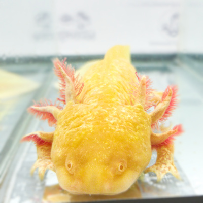 Аксолотль Золотой Дракон, M Ambystoma mexicanum Аксолотль Золотой Дракон, M Ambystoma mexicanum