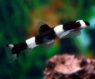 картинка Боция Панда Протомизон зебра от магазина