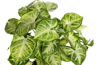 Сингониум Белая Бабочка, шт Syngonium White Butterfly