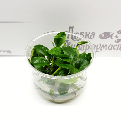 Анубиас Бартера (меристемное растение)