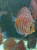 Дискус Туркис Красный (Discus Turkis Red)