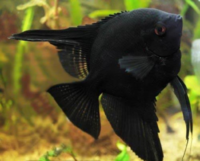 Скалярия Черный Бархат, XL