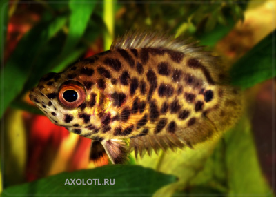 Ктенопома Леопардовая Ctenopoma acutirostre