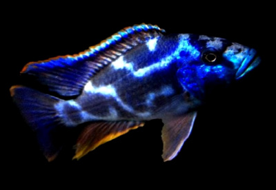 Хаплохромис Ливингстона