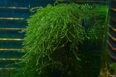 Мох Thamarassery, 1гр