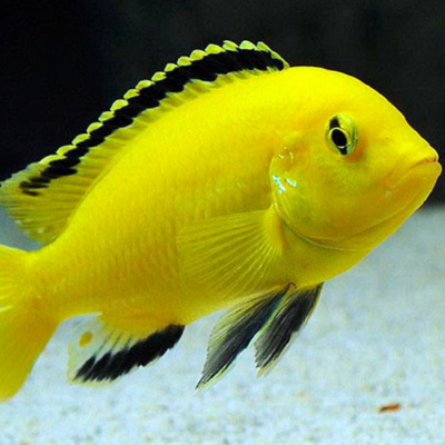 Лабидохромис Еллоу (L) Labidochromis caeruleus