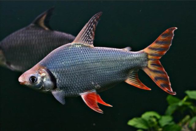 Семапрохилодус Серебристый