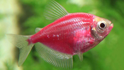 Тернеция (GloFish) Розовая Светящаяся Тернеция (GloFish) Розовая Светящаяся