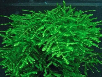 Мох Спайки, 1 гр