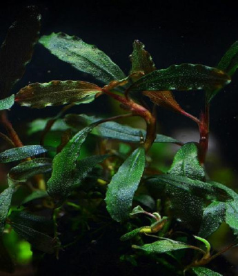 Буцефаландра Bucephalandra sp. Black Wave