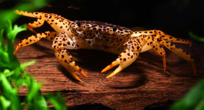 Краб Пантера (Королевский Леопардовый) Parathelphusa Pantherina