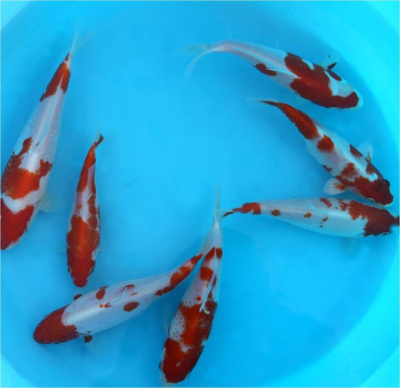 Карп КОИ КОХАКУ (красно-белый), SM