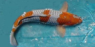 Карп КОИ ассорти (премиум класс), ML