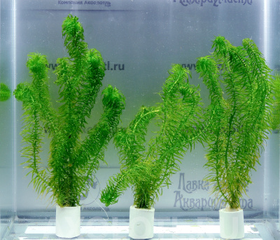 эгерия найас эгерия найас