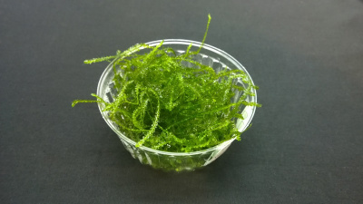 Мох Эрект, 1 гр