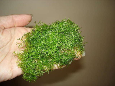 Ричия, 3гр. Ричия, 3гр.