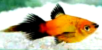 Пецилия Редиска Сансет Чернохвостая