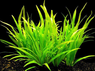 Эхинодорус квадрикостатус (Ксингу), с грузом