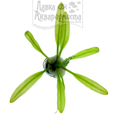 Эхинодорус Мурикатус, с грузом