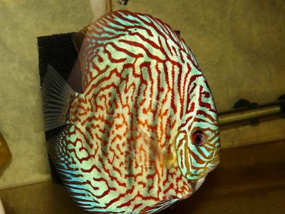 Дискус Пиджен Чекерборд, SM Symphysodon