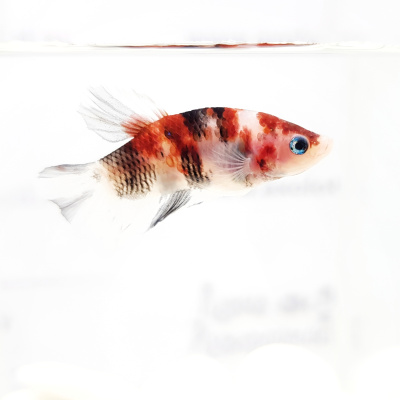 Петушок Халфмун КОИ