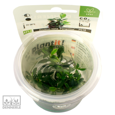 картинка Анубиас Карликовый Панголино In-Vitro, (меристемное растение), ф60х40 мм от магазина