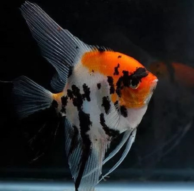 Скалярия Кои Ангел, ML