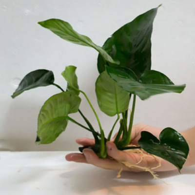 Анубиас Бартера, шт Anubias barteri var barteri