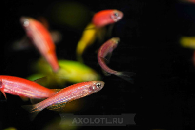 Данио рерио (GloFish) Ассорти Светящийся