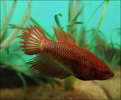 Петушок (самка) Коронохвостая Петушок (самка) Коронохвостая