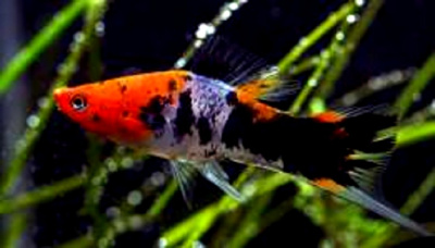 Меченосец Кои Ситцевый Меченосец Кои Ситцевый