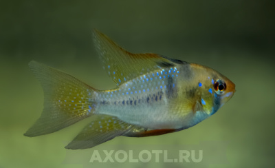 Апистограмма Рамирези Вуалевая Апистограмма Рамирези Вуалевая